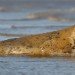 Seal 151109_11